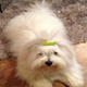 A white dog with a green tag on its head.