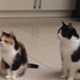 Two cats sitting on the floor in a room.