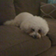 A white dog laying on top of a brown couch.