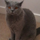 A gray cat sitting on the floor in front of a wall.