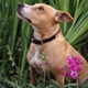 A dog sitting in the grass with flowers.