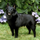 A black dog standing in the grass near purple flowers.